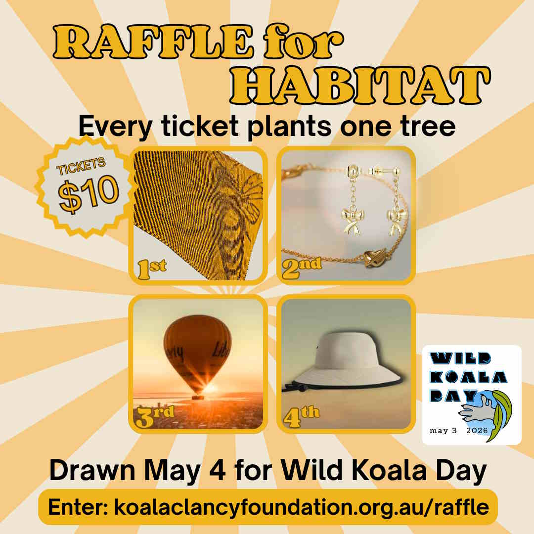 koala clancy foundation raffle for habitat wild koala day 2026